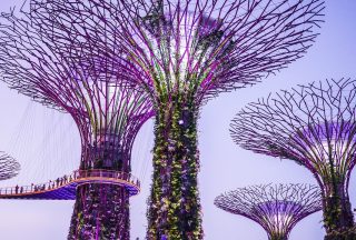 Singapore tree