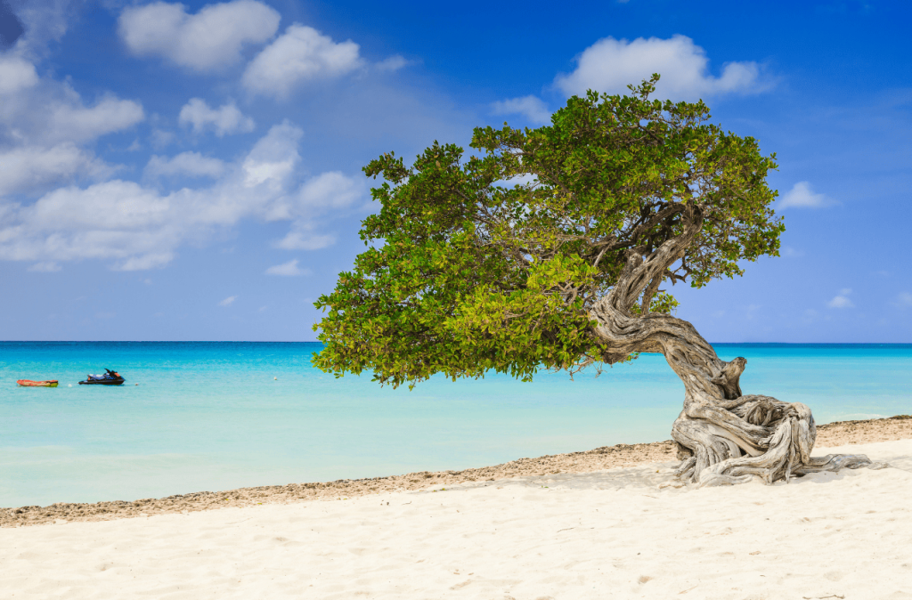 Aruba tree