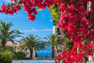 Vackra blommor i Ajaccio Korsika