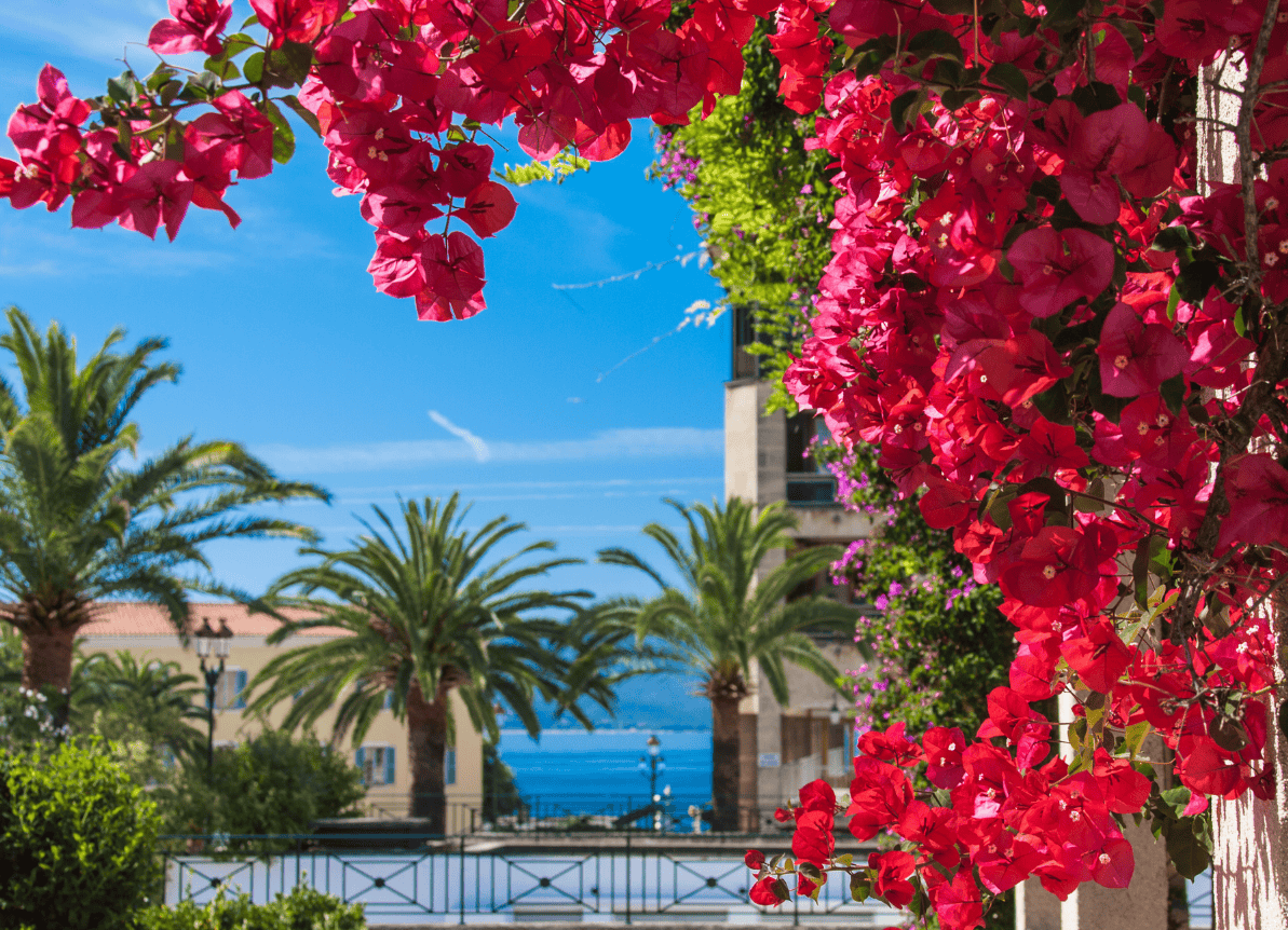 Vackra blommor i Ajaccio Korsika